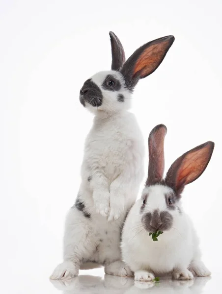 Beyaz Arka Planda Iki Sevimli Tavşan Stüdyoda Komik Hayvan — Stok fotoğraf