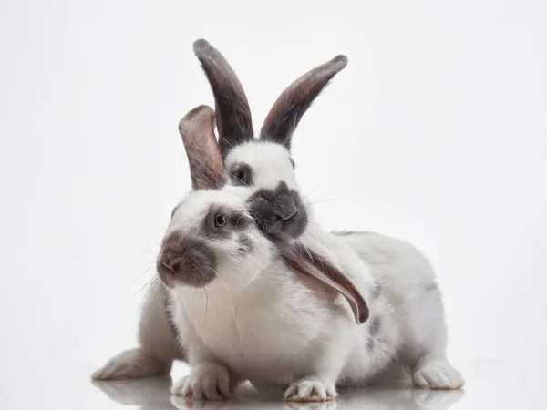 Two Cute Rabbits White Background Funny Animal Studio — Stock Photo, Image