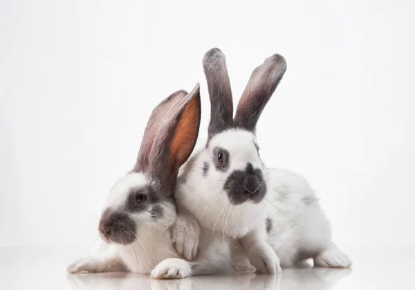 Two Cute Rabbits White Background Funny Animal Studio — Stock Photo, Image