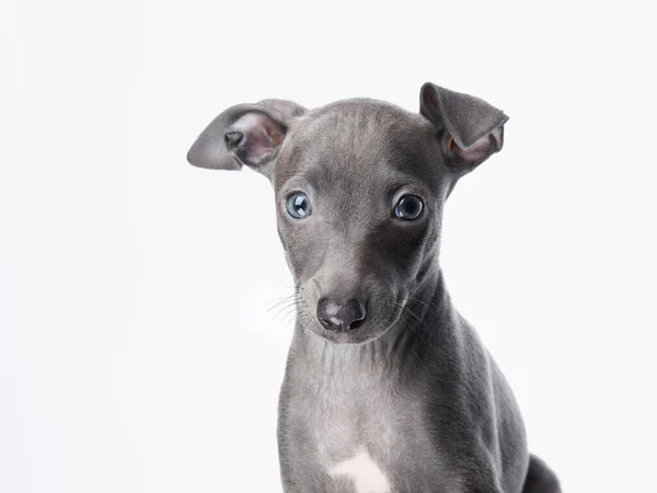 Cachorros Galgo Azul Sobre Blanco Perros Dulces Estudio —  Fotos de Stock