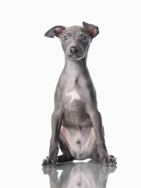 Cachorros Galgo Azul Sobre Blanco Perros Dulces Estudio — Foto de Stock