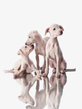 Beyaz üzerine üç tazı yavrusu. Stüdyoda tatlı köpekler