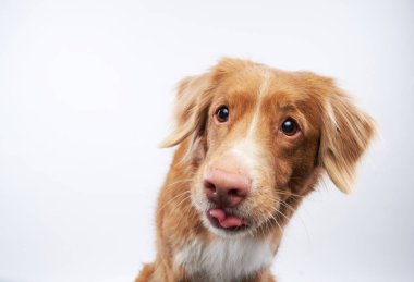 Komik köpek dilini gösteriyor. Nova Scotia Duck Retriever, beyaz arka planda gişe.