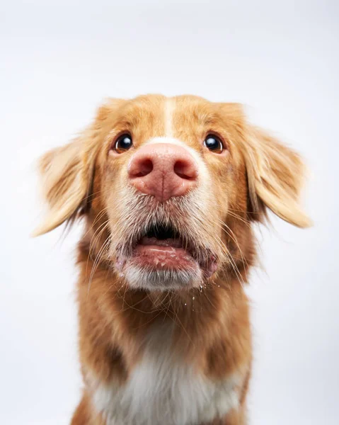 Perro Divertido Muestra Lengua Nova Scotia Duck Retriever Toller Sobre — Foto de Stock