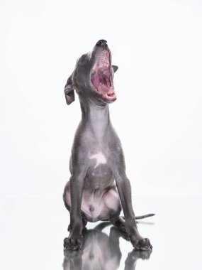 İtalyan tazısı gri köpek, beyaz köpek. Stüdyoda tatlı köpekler