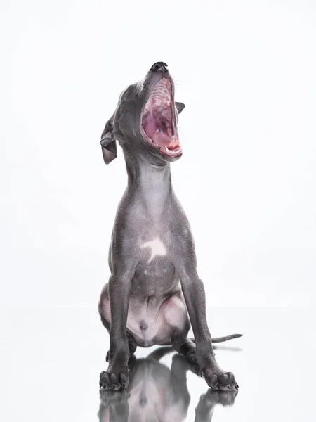 Italian Greyhound Grey Puppy White Sweet Dogs Studio — Stock Photo, Image