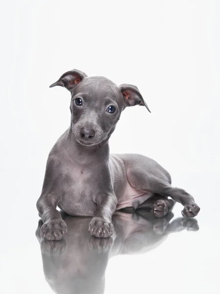 Cucciolo Grigio Levriero Italiano Bianco Dolci Cani Studio — Foto Stock