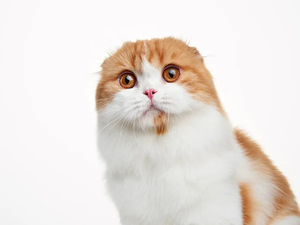 Rot Weiße Scottish Shorthair Katze Auf Weißem Hintergrund Studiofotos Glückliches — Stockfoto