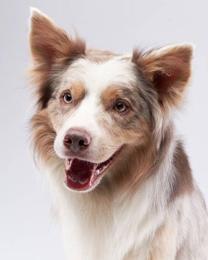 Mutlu köpek. Komik ağızlıklı Marble Border Collie. Stüdyoda hayvan