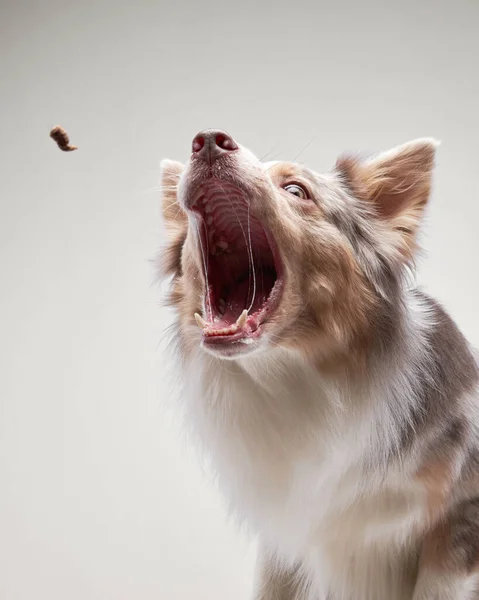 Bon Chien Marbre Border Collie Avec Muselière Drôle Animaux Compagnie — Photo