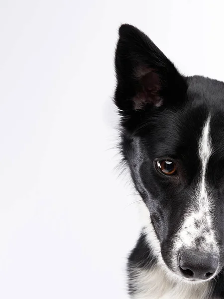 Portrait Demi Museau Chien Une Partie Visage Border Collie Devant — Photo