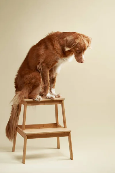 Roter Hund Auf Stuhl Leiter Nova Scotia Entenmaul Retriever Auf — Stockfoto