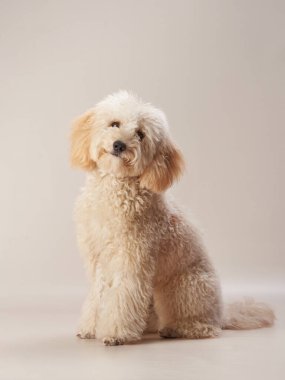  Bej bir arka planda maltipoo. Fotoğraf stüdyosundaki kıvırcık köpek. Maltese, kaniş