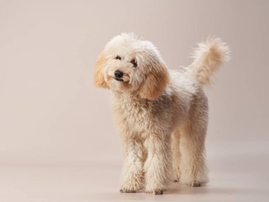  Bej bir arka planda maltipoo. Fotoğraf stüdyosundaki kıvırcık köpek. Maltese, kaniş
