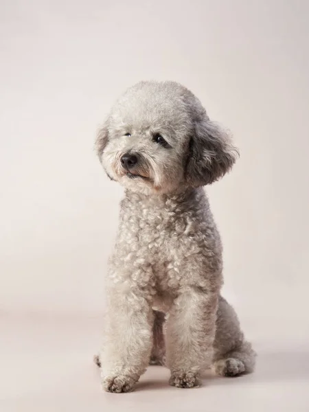 Срібний Іграшковий Пудель Бежевому Тлі Кучерявий Собака Фотостудії Мальтійці Мальтіпуа — стокове фото