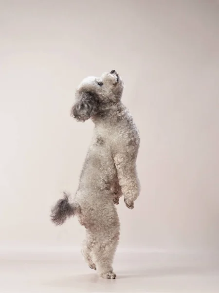 Caniche Juguete Plateado Sobre Fondo Beige Perro Rizado Estudio Fotografía —  Fotos de Stock