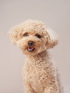 Bej arka planda kırmızı bir kaniş. Stüdyodaki komik bir hayvanın portresi.