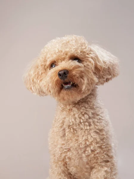 Red Poodle Beige Background Portrait Funny Pet Studio — Stock Photo, Image