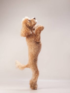 Bej arka planda kırmızı bir kaniş. Stüdyodaki komik bir hayvanın portresi.