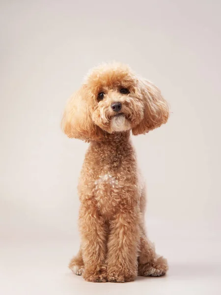 Caniche Rouge Sur Fond Beige Portrait Drôle Animal Compagnie Studio — Photo