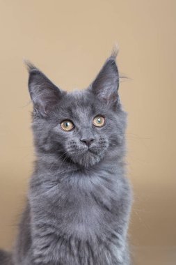 Bej arka planda Maine Rakun Gri Kedi Kedisi. Fotoğraf stüdyosunda kedi portresi