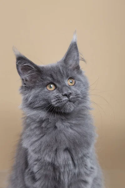ベージュ地にメインのクーングレーの子猫 写真スタジオでの猫の肖像 — ストック写真