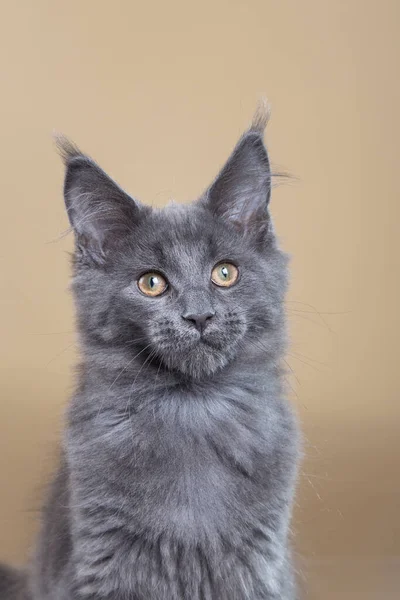 Maine Coon Szary Kotek Beżowym Tle Portret Kota Studiu Fotograficznym — Zdjęcie stockowe