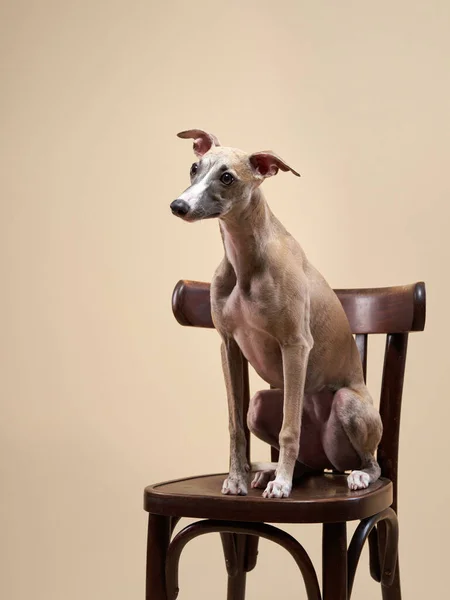Cão Galgo Sentado Uma Cadeira Chicote Bonito Estúdio Fotos — Fotografia de Stock