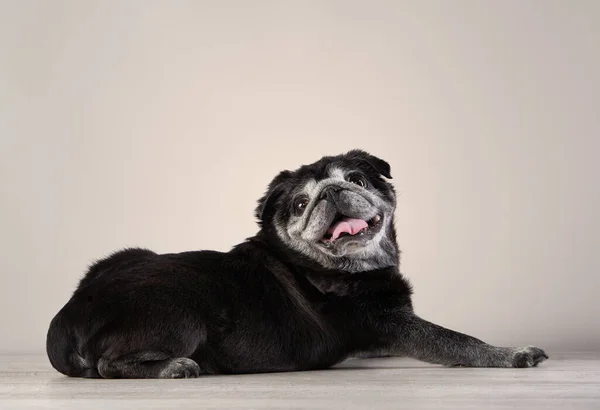 Affascinante Carlino Nero Dai Capelli Grigi Uno Sfondo Nero Cane — Foto Stock