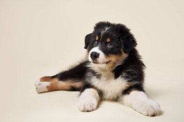 Bej arka planda mutlu bir köpek yavrusu. Avustralyalı çoban yetiştirin. Köpek stüdyosu çalıyor