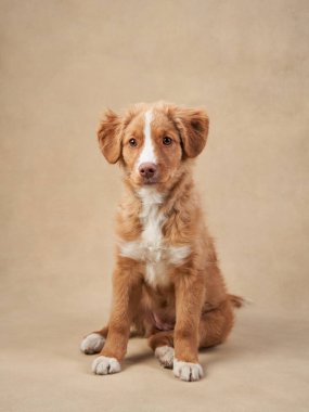 Bej arka planda Nova Scotia ördek köpek yavrusu. Çekici Köpek stüdyoda. Komik bilardo