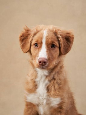 Bej arka planda Nova Scotia ördek köpek yavrusu. Çekici Köpek stüdyoda. Komik bilardo