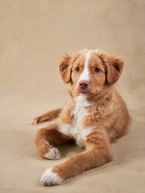 Bej arka planda Nova Scotia ördek köpek yavrusu. Çekici Köpek stüdyoda. Komik bilardo