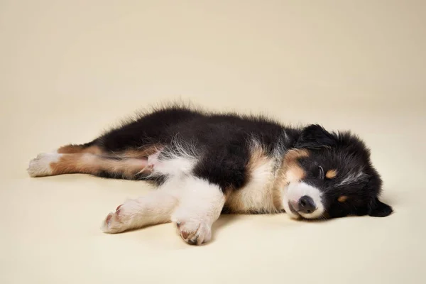 Bej Arka Planda Mutlu Bir Köpek Yavrusu Avustralyalı Çoban Yetiştirin — Stok fotoğraf