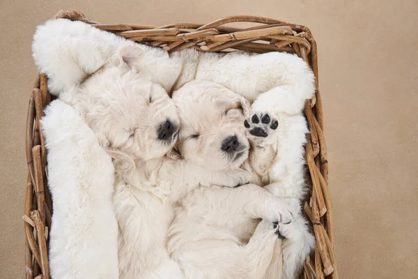 Kiskutyák Egy Kosárban Bézs Alapon Golden Retriever Stúdióban Aranyos Kutya — Stock Fotó