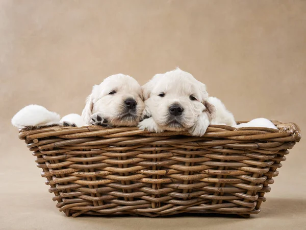 Cachorros Una Cesta Sobre Fondo Beige Golden Retriever Estudio Lindo — Foto de Stock