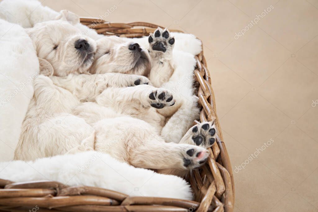 puppies in a basket on a beige background. Golden Retriever in the studio. cute dog