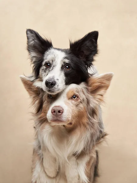 Zwei Hunde Die Sich Umarmen Happy Border Collies Auf Beigem — Stockfoto