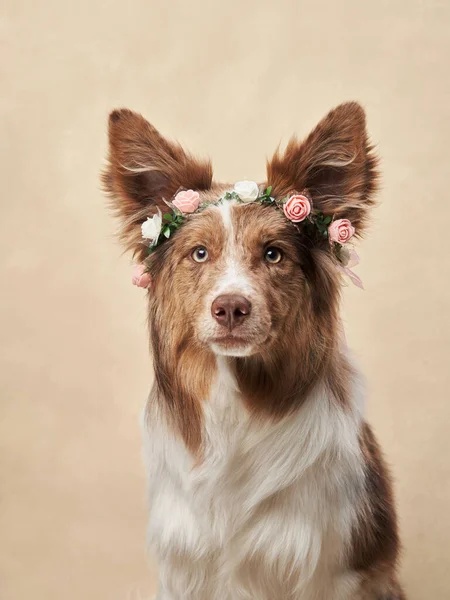 狗戴着花环 快乐的边界科林斯在彩色背景 — 图库照片