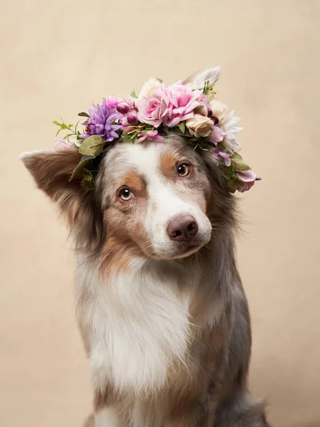 Perro Corona Flores Collies Borde Feliz Fondo Color Amor Relación — Foto de Stock