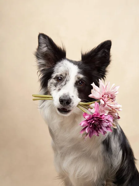 Pies Kwiatowym Wieńcu Szczęśliwy Collie Granicy Trzymając Kwiaty Zębach Tle — Zdjęcie stockowe