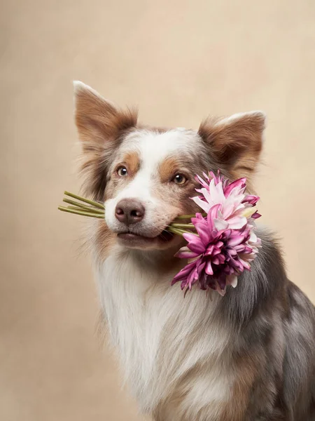 狗戴着花环 快乐的边境科林斯带着花朵在颜色背景上的牙齿 — 图库照片