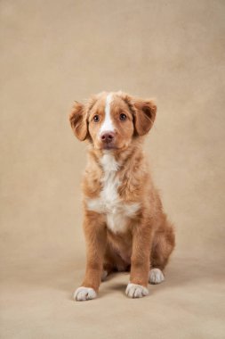 Bej arka planda Nova Scotia ördek köpek yavrusu. Çekici Köpek stüdyoda. Komik bilardo