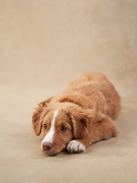 Szczeniak Nova Scotia Retriever Beżowym Tle Uroczy Pies Studio Zabawny — Zdjęcie stockowe