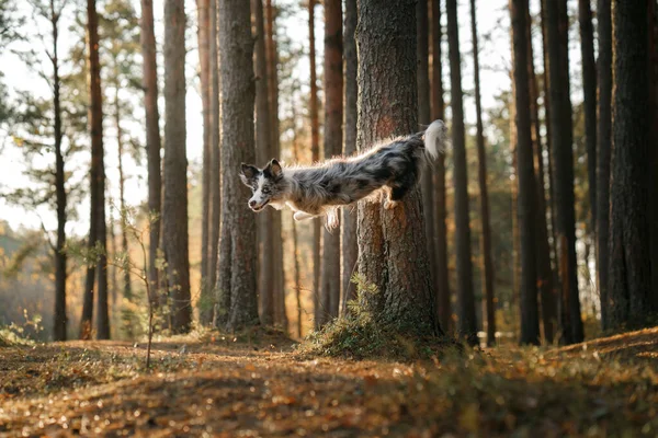 Собака Відштовхується Стрибає Дерева Активна Тварина Прогулянці Щаслива Прикордонна Коллі — стокове фото