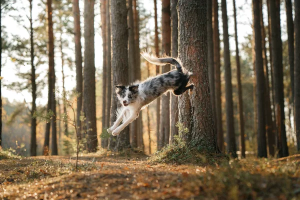Cão Empurra Salta Árvore Animal Estimação Ativo Uma Caminhada Collie — Fotografia de Stock