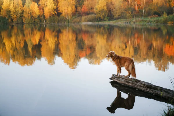 Hund See Der Morgendämmerung Herbst Nova Scotia Entenmautstation Der Natur — Stockfoto