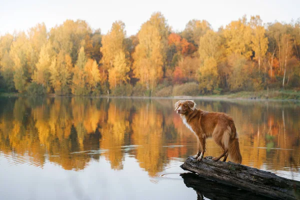 Собака Озере Рассвете Осенью Новый Шотландский Утиный Ретривер — стоковое фото