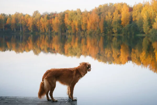 Pes Jezeře Úsvitu Podzim Nova Scotia Kachna Mýtný Retrívr Přírodě — Stock fotografie