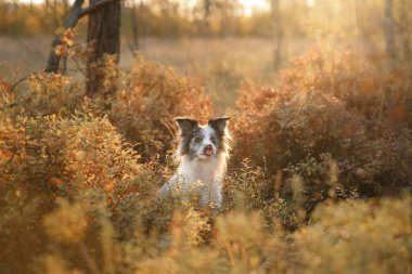 Doğadaki köpek. Sonbahar havası. Yapraklı çoban köpeği ormana düştü.